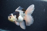 Thai Oranda  Panda 5.5 Inch (ID#1011To6c-112)