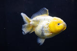 Yuan Bao Oranda  Calico 4 Inch (ID#304Yb10b-63) Free2Day SHIPPING