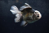 Thai Oranda  Panda 5 Inch (ID#1217To6b-90)