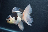 Thai Oranda  Panda 5.5 Inch (ID#1011To6c-112)