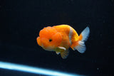 Juvenile Lionchu  Red White 3 Inch (ID#1112R11b-22) Free2Day SHIPPING