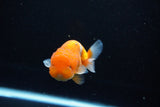 Juvenile Lionchu  Red White 3 Inch (ID#1112R11b-22) Free2Day SHIPPING