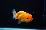 Juvenile Lionchu  Red White 3 Inch (ID#1112R11b-22) Free2Day SHIPPING