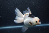 Thai Oranda  Tricolor 5.5 Inch (ID#1011To6b-113)