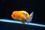 Juvenile Lionchu  Red White 3 Inch (ID#1112R11b-22) Free2Day SHIPPING