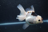 Thai Oranda  Tricolor 5.5 Inch (ID#1011To6b-113)