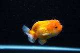 Juvenile Lionchu  Red White 3 Inch (ID#1112R11b-22) Free2Day SHIPPING