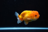 Juvenile Lionchu  Red White 3 Inch (ID#1112R11b-22) Free2Day SHIPPING