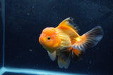 Thai Oranda  Red Black 5.5 Inch (ID#1217To6b-91)