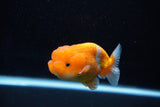 Juvenile Lionchu  Red White 3 Inch (ID#1112R11b-22) Free2Day SHIPPING