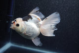 Thai Oranda  Tricolor 5.5 Inch (ID#1011To6b-113)