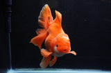 Thai Oranda  Red White 6 Inch (ID#304To7b-111)