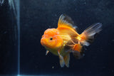 Thai Oranda  Red Black 5.5 Inch (ID#1217To6b-91)