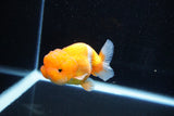 Juvenile Lionchu  Red White 3 Inch (ID#1112R11b-22) Free2Day SHIPPING