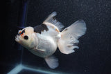 Thai Oranda  Tricolor 5.5 Inch (ID#1011To6c-113)