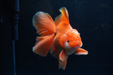 Thai Oranda  Red White 6 Inch (ID#304To7b-111)