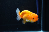 Juvenile Lionchu  Red White 3 Inch (ID#1112R11b-22) Free2Day SHIPPING