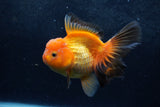 Thai Oranda  Red Black 5.5 Inch (ID#1217To6b-91)