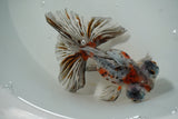 Butterfly  Calico 4.5 Inch (ID#1004B8b-11) Free2Day SHIPPING