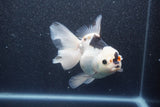 Thai Oranda  Tricolor 5.5 Inch (ID#1011To6c-113)