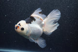 Thai Oranda  Tricolor 5.5 Inch (ID#1011To6b-113)