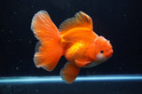 Thai Oranda  Red White 6 Inch (ID#304To7b-111)