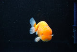 Juvenile Lionchu  Red White 3 Inch (ID#1112R11b-22) Free2Day SHIPPING