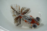 Butterfly  Calico 4.5 Inch (ID#1004B8b-11) Free2Day SHIPPING