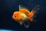 Thai Oranda  Red Black 5.5 Inch (ID#1217To6b-91)