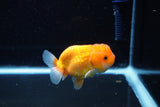 Juvenile Lionchu  Red White 3 Inch (ID#1112R11b-22) Free2Day SHIPPING