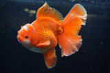 Thai Oranda  Red White 6 Inch (ID#304To7b-111)