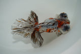 Butterfly  Calico 4.5 Inch (ID#1004B8b-11) Free2Day SHIPPING