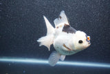 Thai Oranda  Tricolor 5.5 Inch (ID#1011To6b-113)