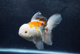 Thai Oranda  Tricolor 6 Inch (ID#1217To6b-92)