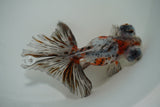 Butterfly  Calico 4.5 Inch (ID#1004B8b-11) Free2Day SHIPPING