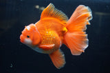 Thai Oranda  Red White 6 Inch (ID#304To7b-111)