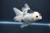 Thai Oranda  Tricolor 5.5 Inch (ID#1011To6b-113)