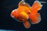Thai Oranda  Red White 6 Inch (ID#304To7b-111)