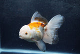 Thai Oranda  Tricolor 6 Inch (ID#1217To6b-92)