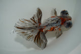 Butterfly  Calico 4.5 Inch (ID#1004B8b-11) Free2Day SHIPPING