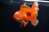 Thai Oranda  Red White 6 Inch (ID#304To7b-111)