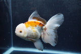 Thai Oranda  Tricolor 6 Inch (ID#1217To6b-92)