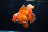 Thai Oranda  Red White 6 Inch (ID#304To7b-111)