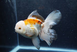 Thai Oranda  Tricolor 6 Inch (ID#1217To6b-92)