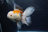 Thai Oranda  Tricolor 6 Inch (ID#1217To6b-92)