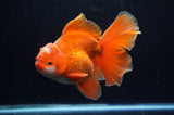 Thai Oranda  Red White 6 Inch (ID#304To7b-111)
