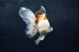 Thai Oranda  Tricolor 6 Inch (ID#1217To6b-92)