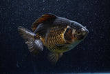 Thai Oranda  Bronze 5.5 Inch (ID#214To6a-115)