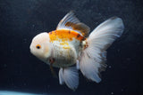 Thai Oranda  Tricolor 6 Inch (ID#1217To6b-92)