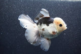 Thai Oranda  Panda 5 Inch (ID#1015To6b-101)